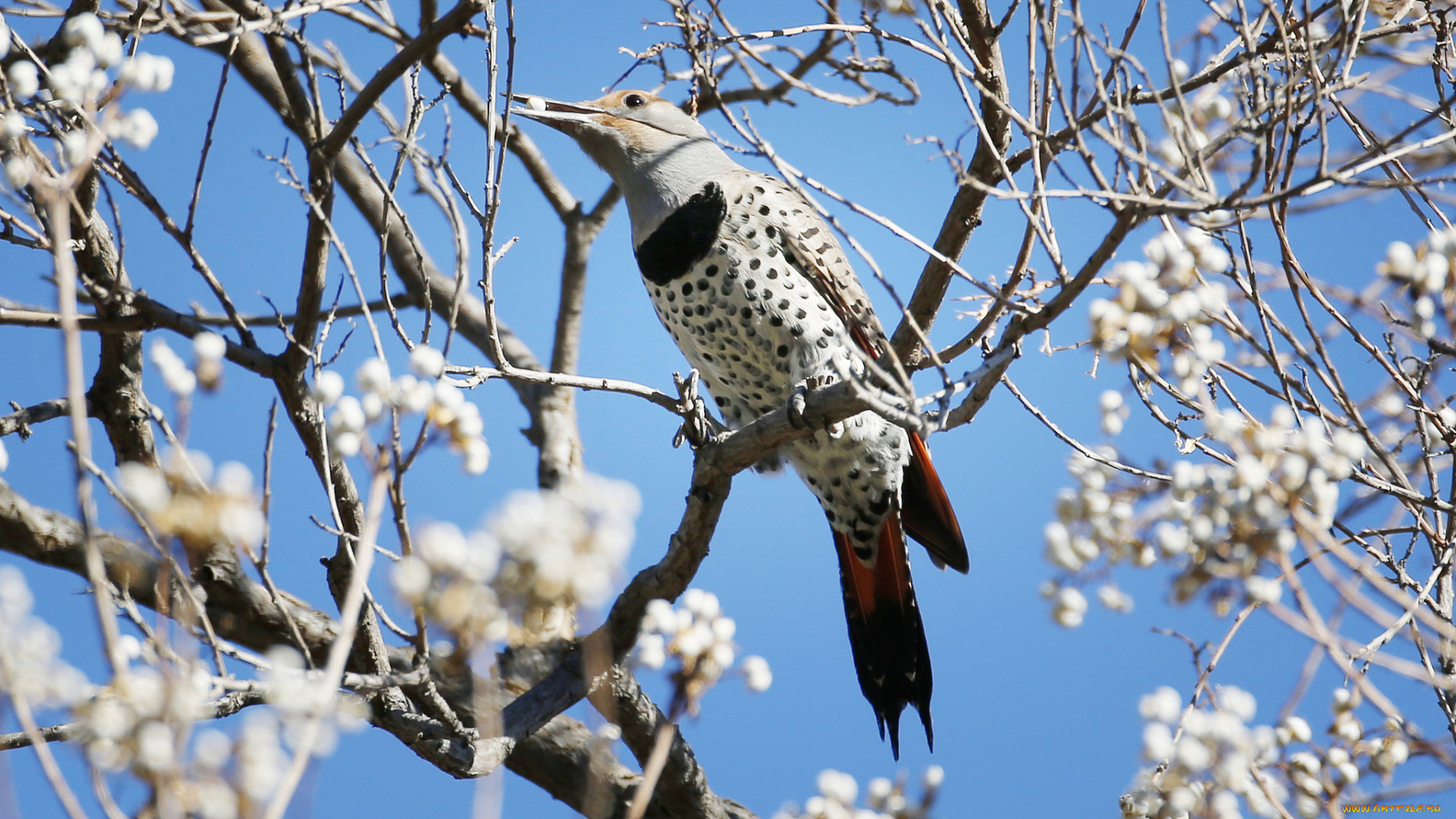 животные, птицы, клюв, ветки, дерево, небо, птица