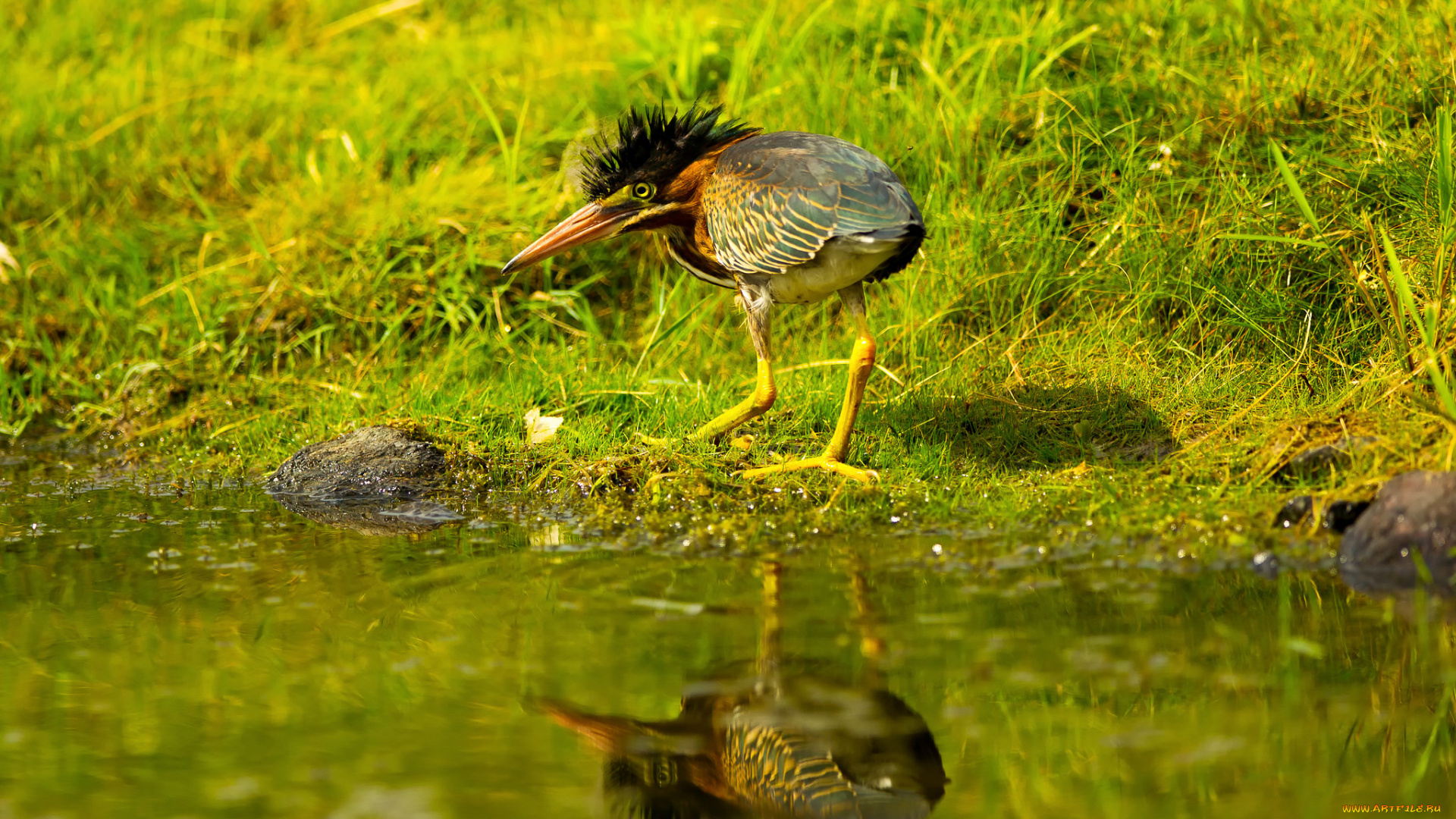 животные, птицы, отражение, вода, зелень, трава, хохолок, птица