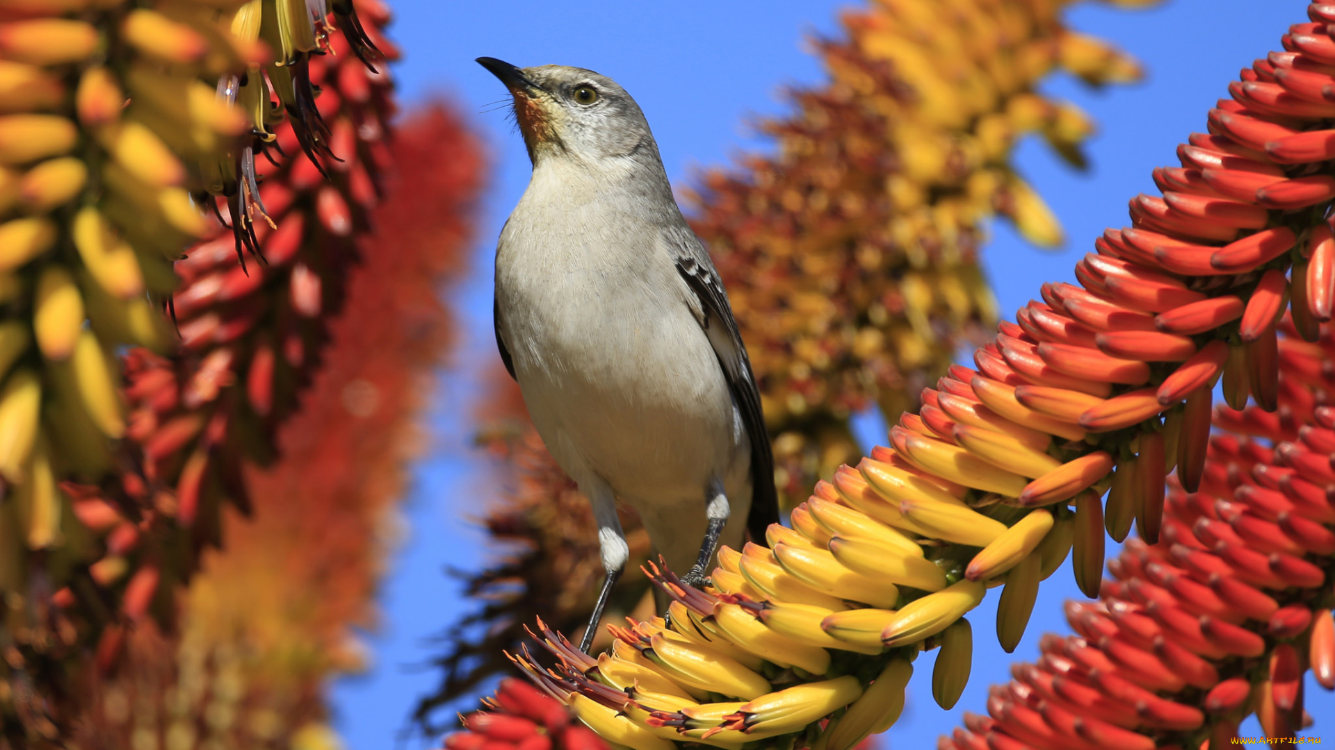 животные, птицы, природа, цветы, небо, птица
