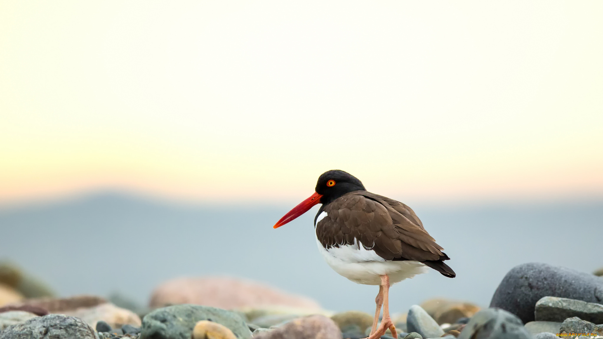 животные, птицы, природа, птица, взгляд