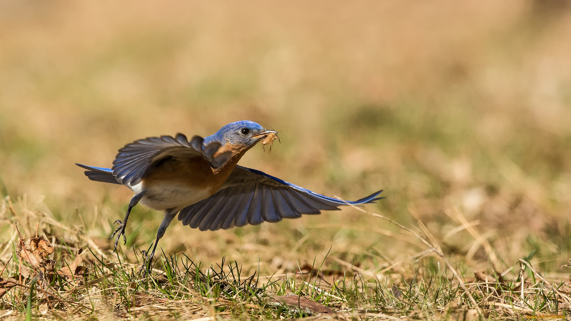 животные, птицы, природа, птица, взгляд, добыча