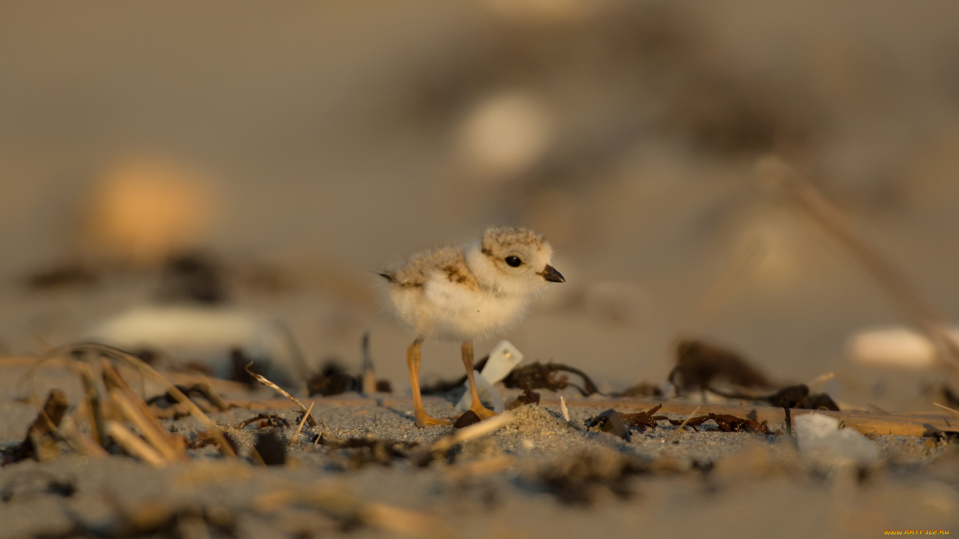 животные, птицы, птенец, фон, пушистый