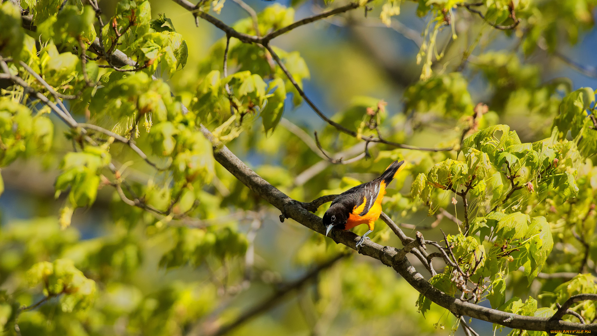 животные, птицы, птица, дерево, ветки, листья