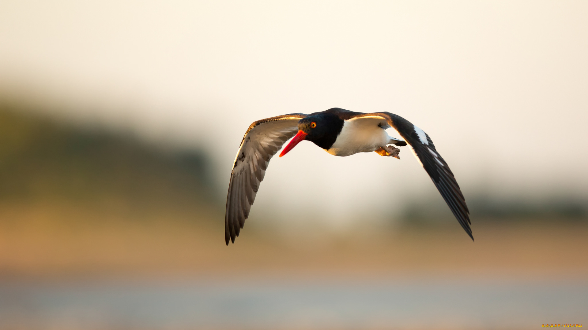 животные, птицы, птица, небо, летит