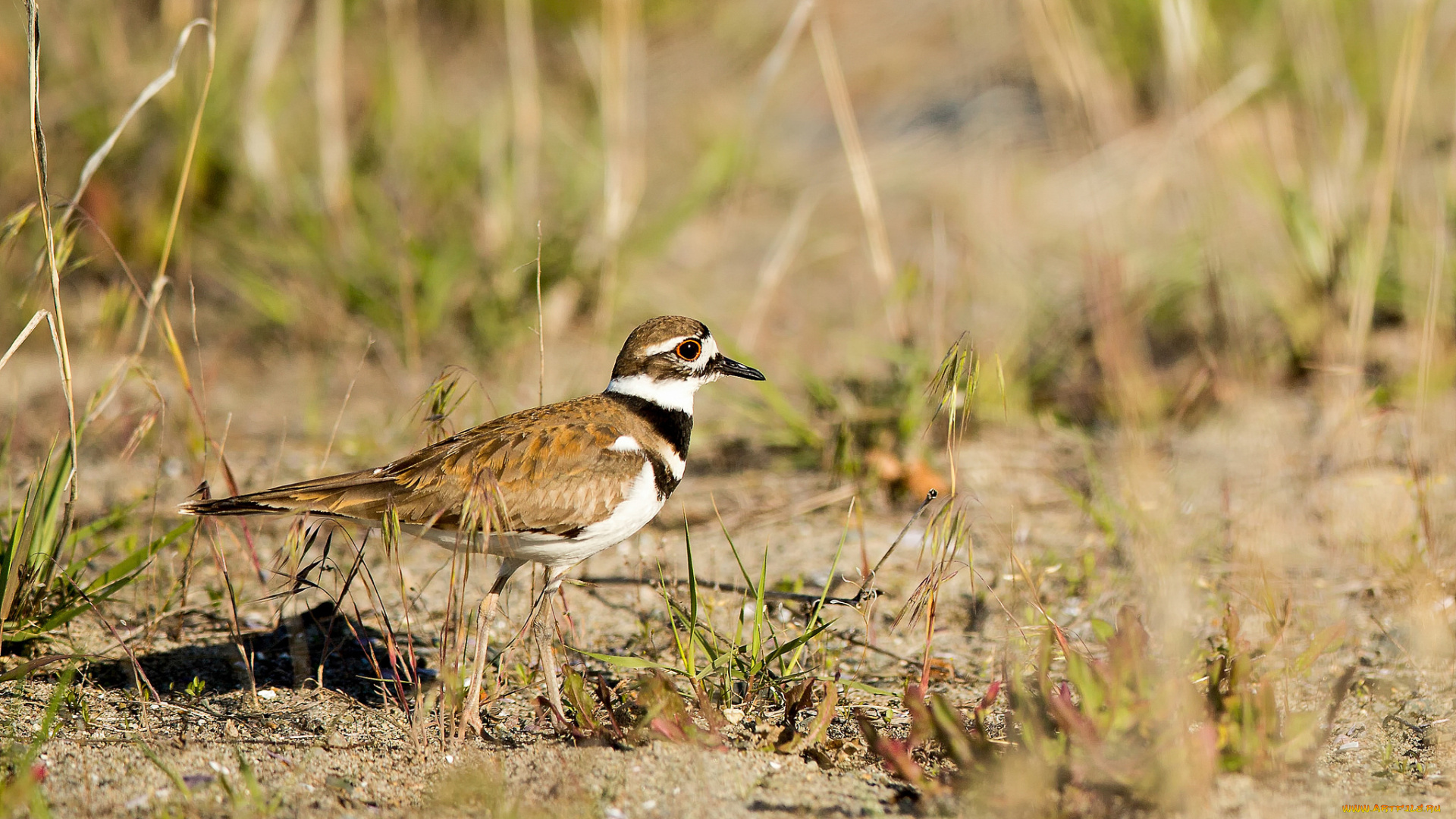 животные, птицы, птица, трава, природа