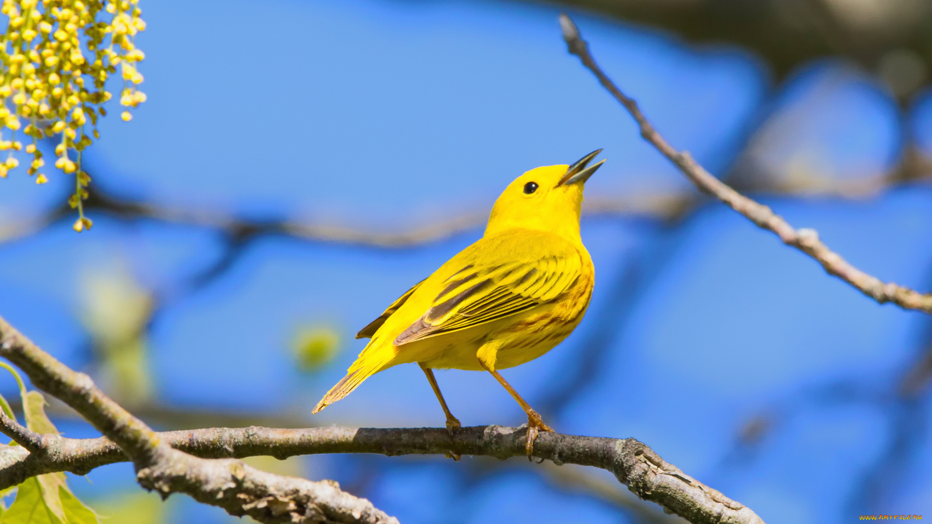 животные, птицы, птица, ветка, небо, жёлтая