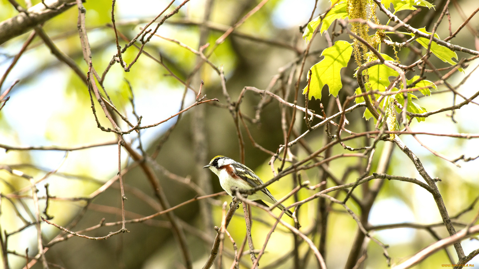 животные, птицы, птица, ветки, листья