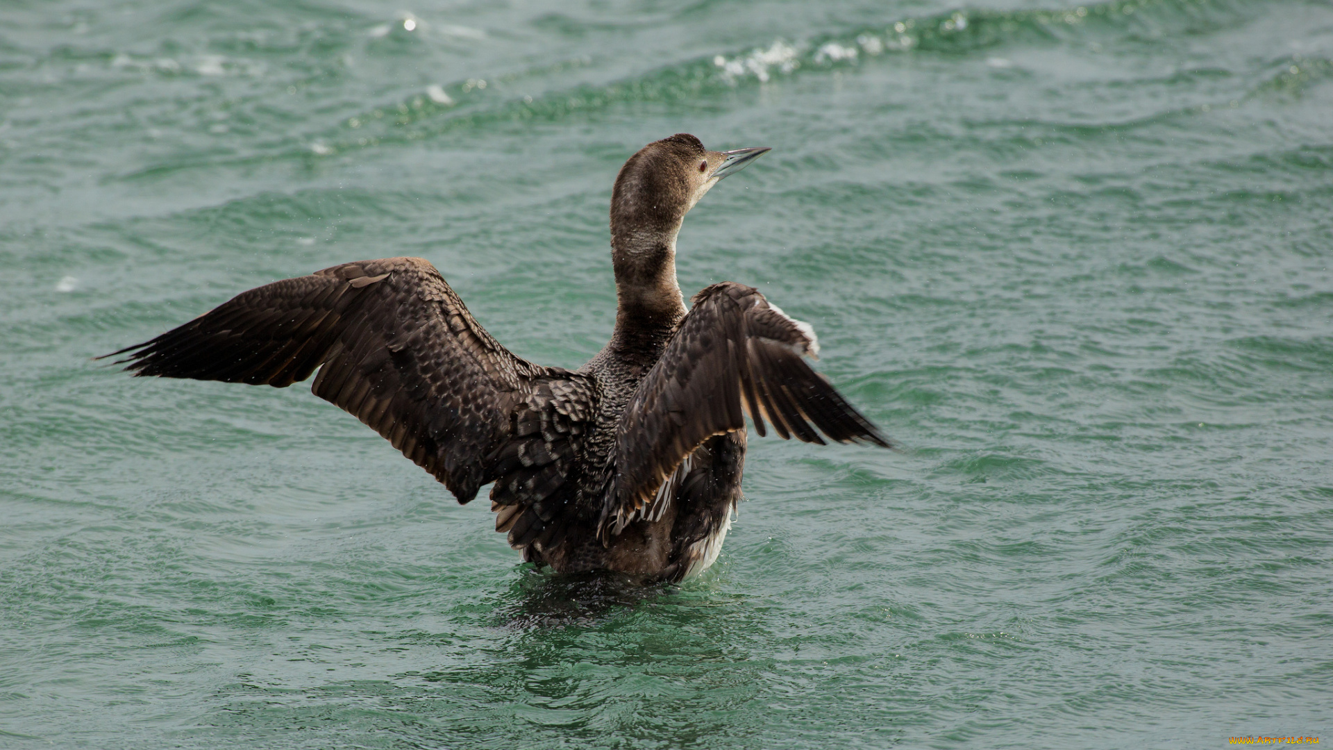 животные, птицы, птица, вода, брызги