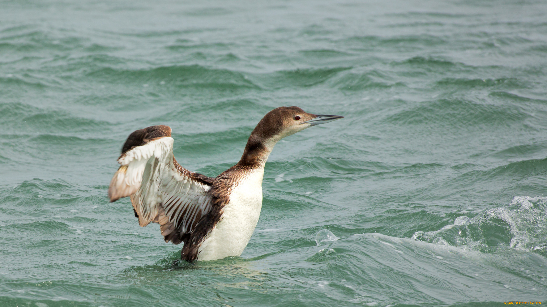 животные, птицы, птица, вода, брызги