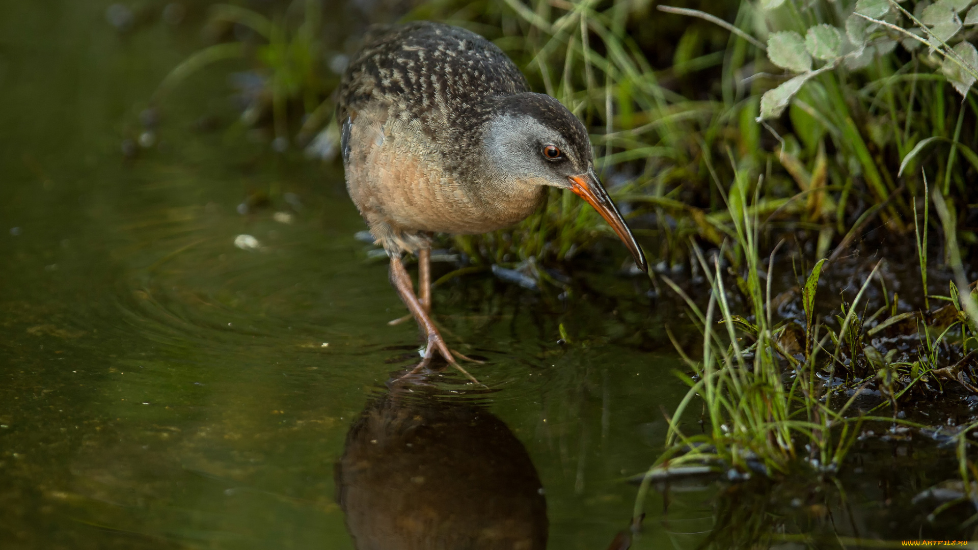 животные, птицы, птица, вода, трава