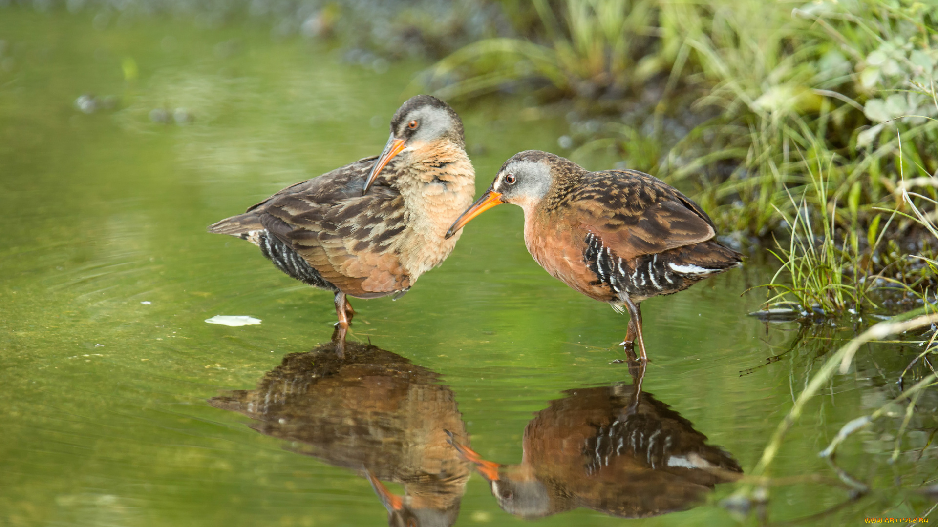 животные, птицы, трава, вода