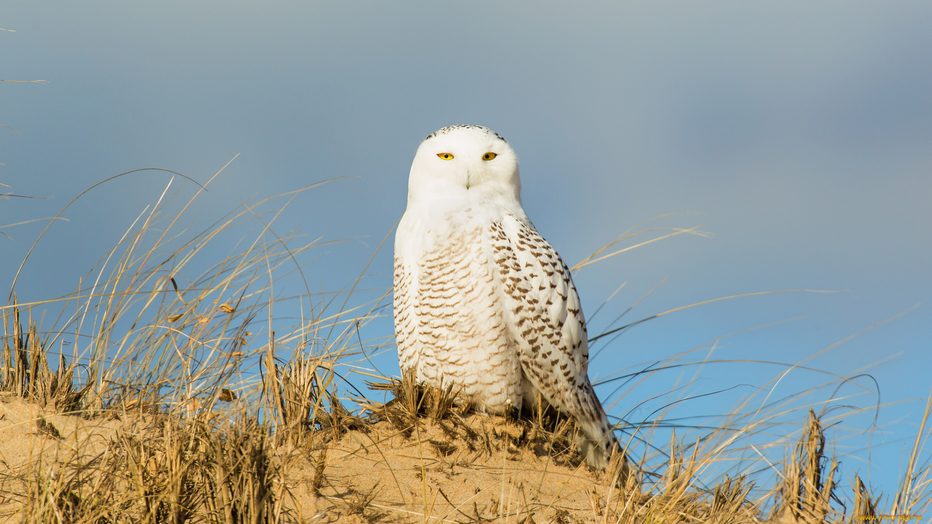 животные, совы, птица, трава, холм, песок, белая, сова