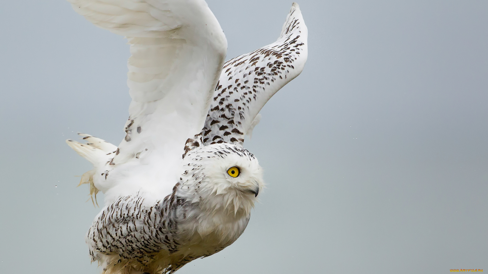 животные, совы, сова, белая, птица, крылья