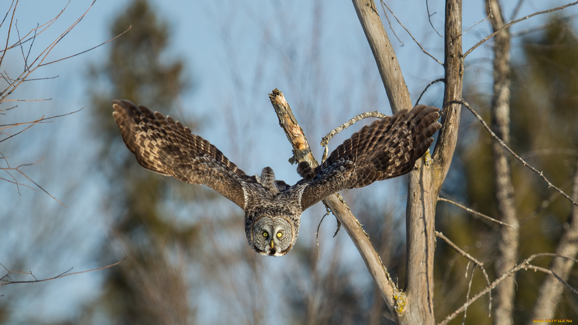 животные, совы, сова, природа, птица, взгляд, летит, крылья, ветки