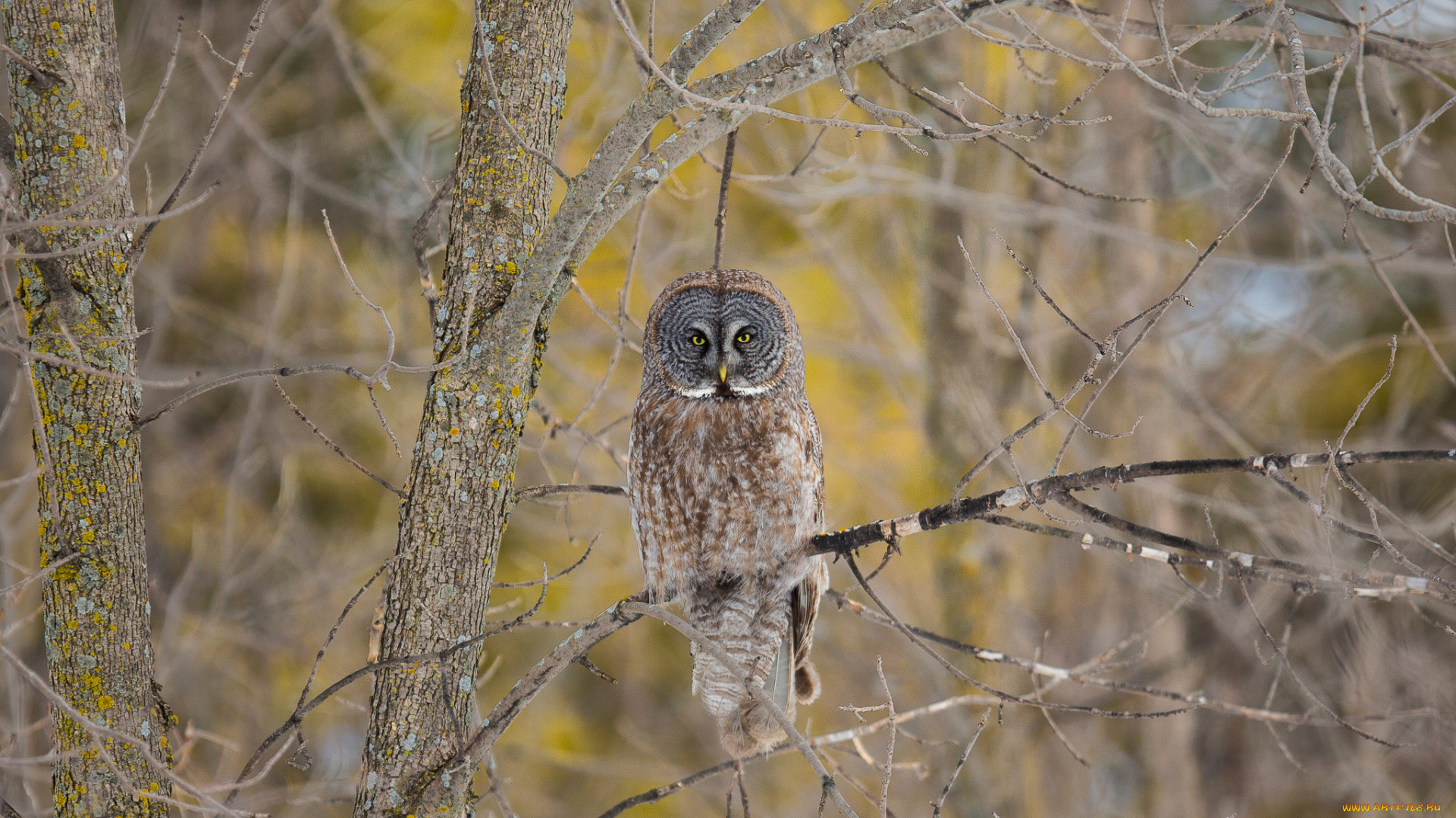 животные, совы, сова, птица, дерево, ветки