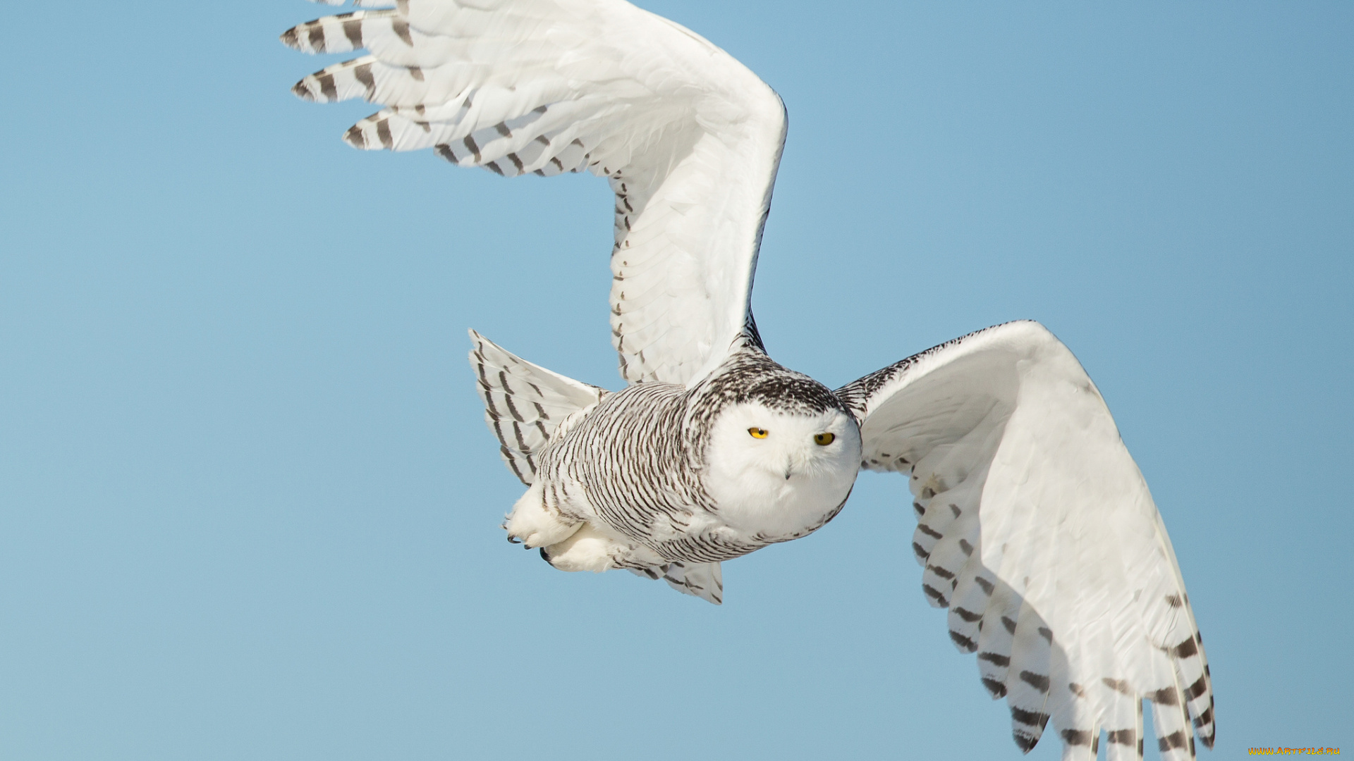 животные, совы, сова, птица, летит, крылья, небо