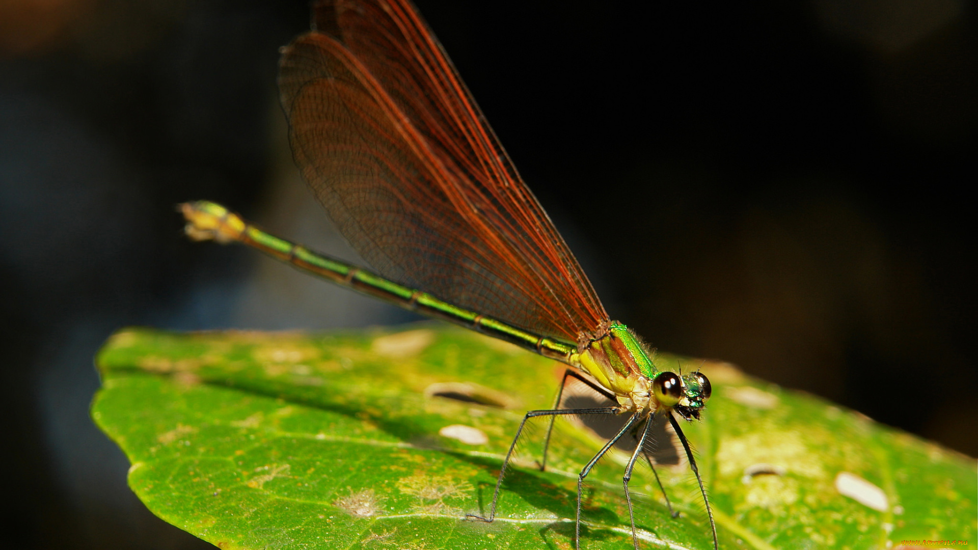 животные, стрекозы, лист, стрекоза, макро, itchydogimages