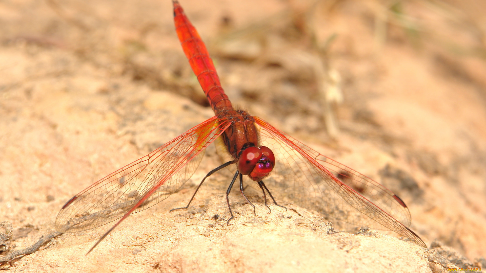 животные, стрекозы, макро, стрекоза, itchydogimages