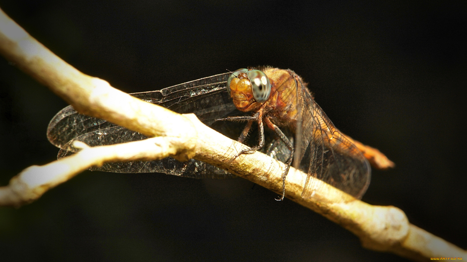 животные, стрекозы, травинка, макро, стрекоза, itchydogimages