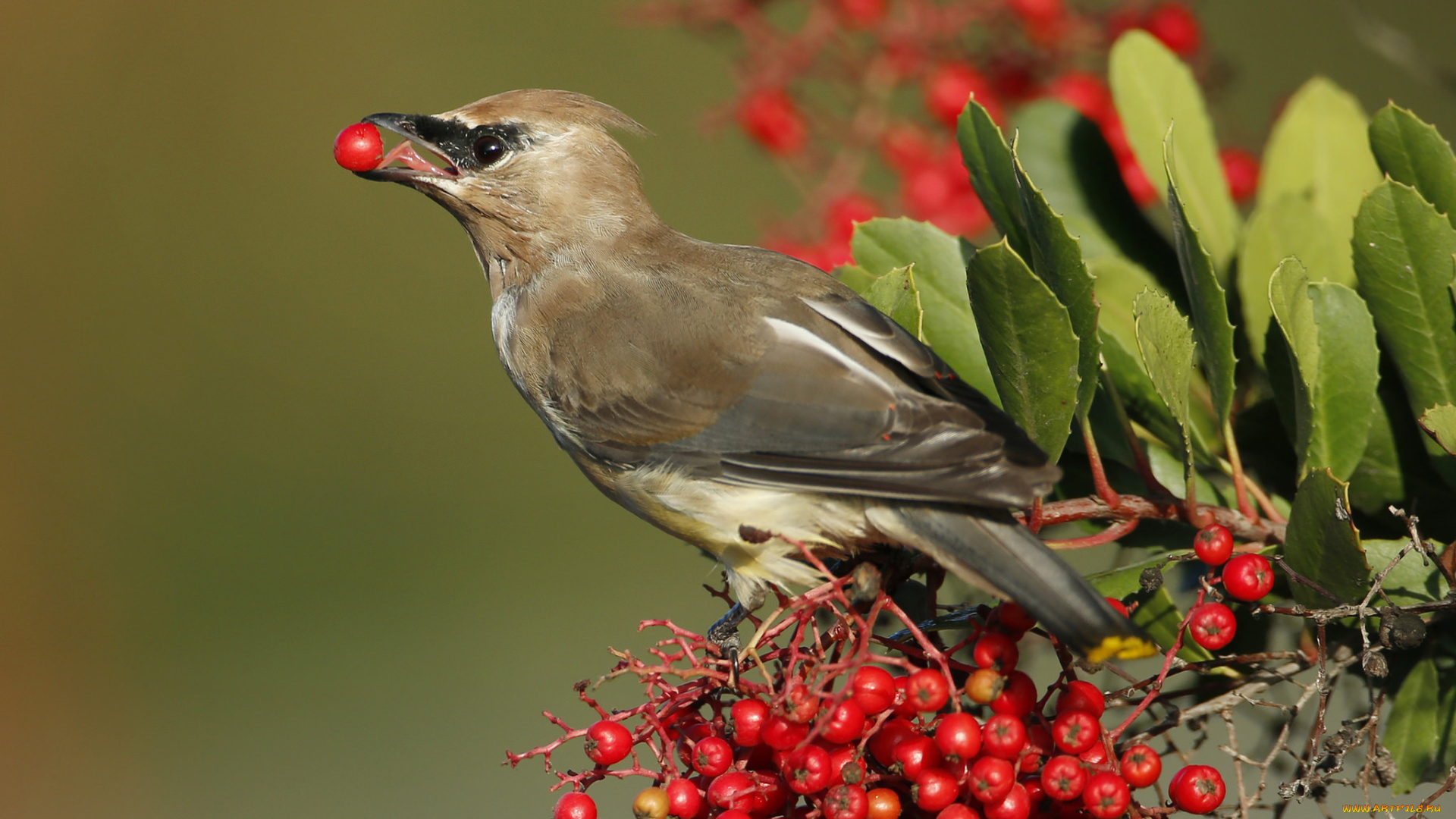животные, свиристели, свиристель, ягоды, клюв, птица
