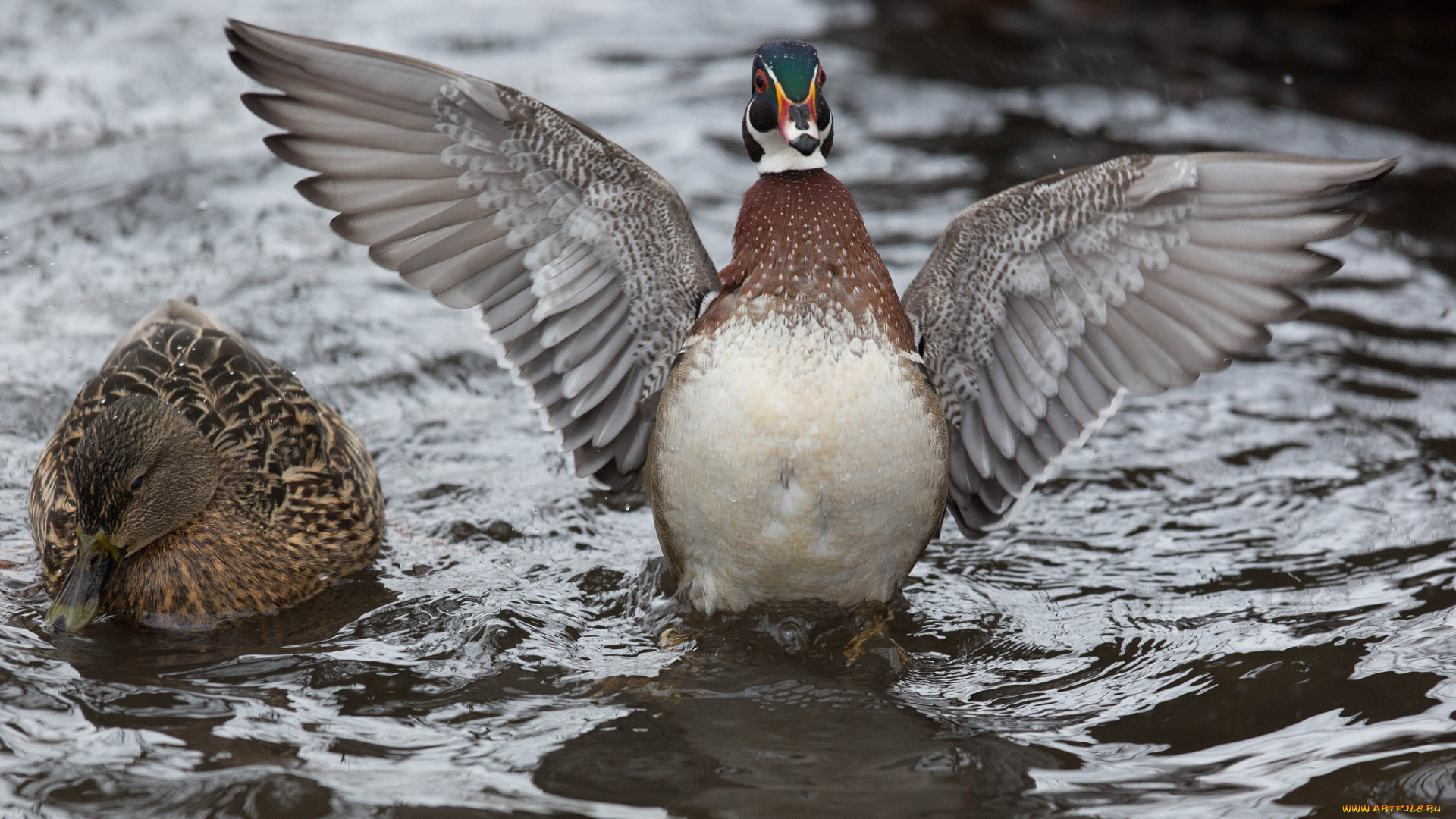 животные, утки, крылья, взмах, вода