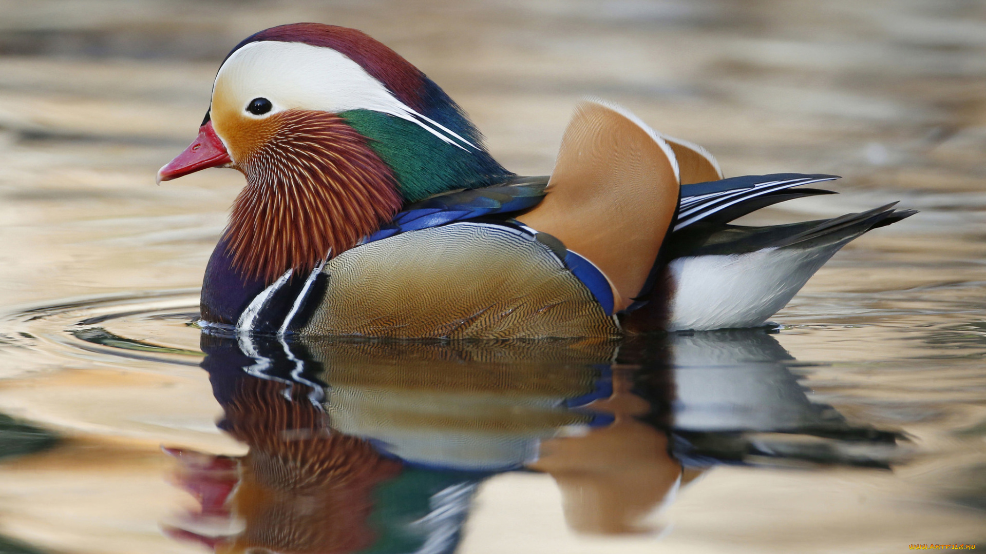 животные, утки, водоем, мандаринка, утка, цвет, клюв, перья