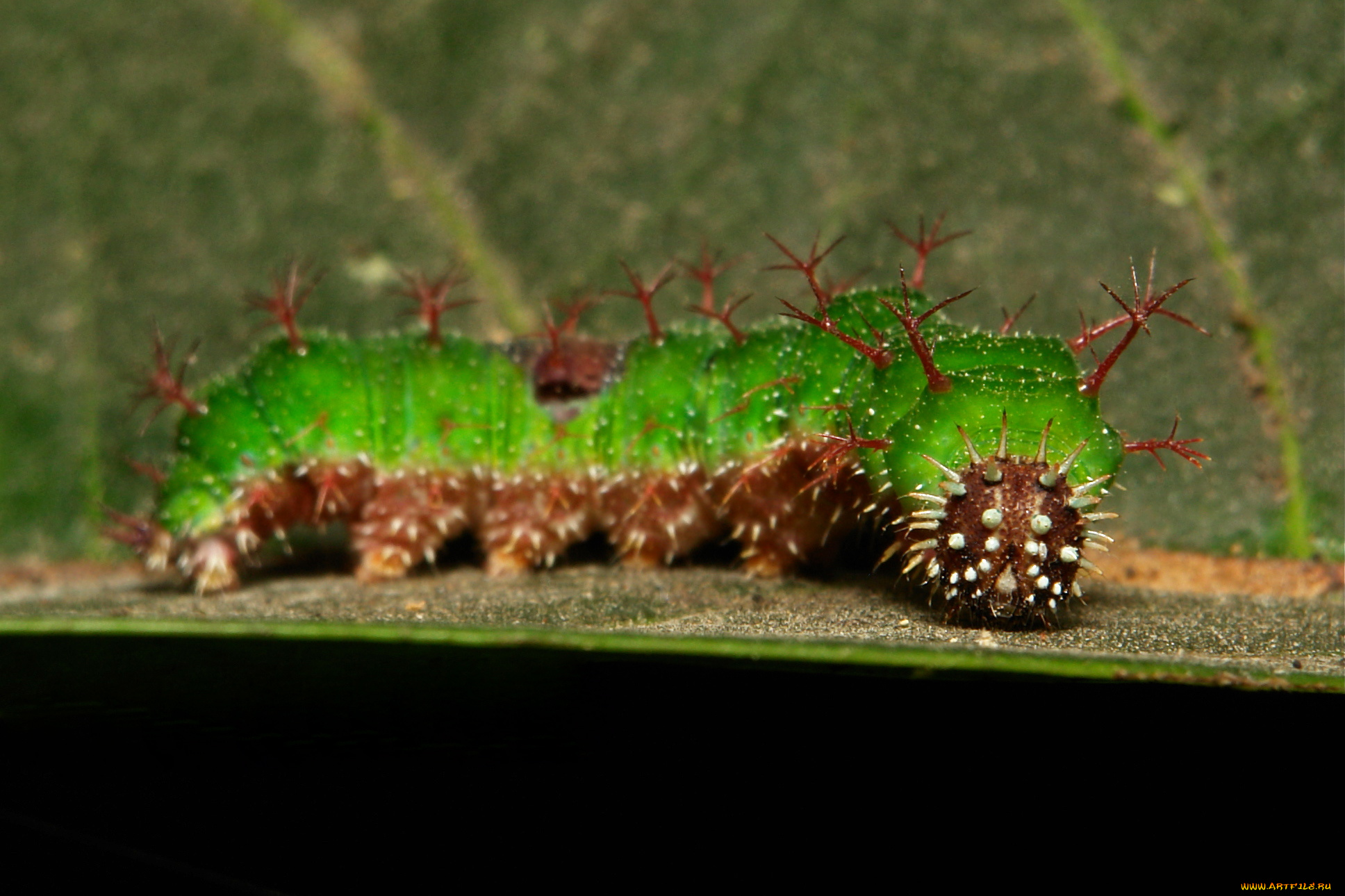 животные, гусеницы, itchydogimages, макро, насекомое, лист, гусеница, необычная