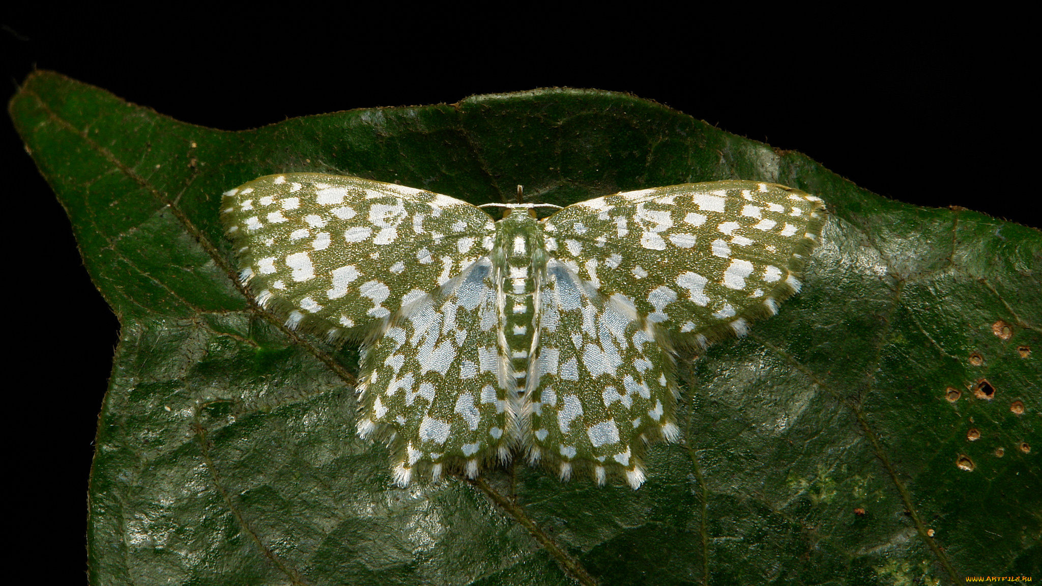 животные, бабочки, , мотыльки, , моли, itchydogimages, макро, моль, бабочка