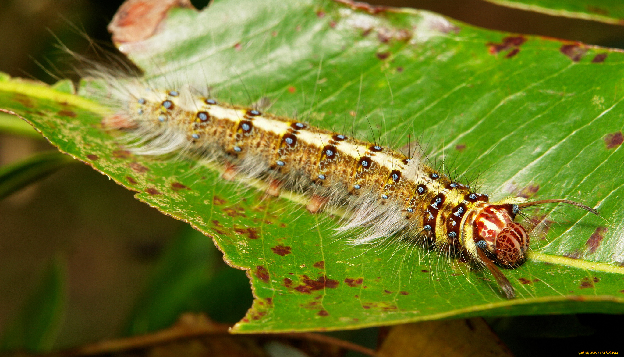 животные, гусеницы, itchydogimages, макро, насекомое, лист, гусеница, необычная