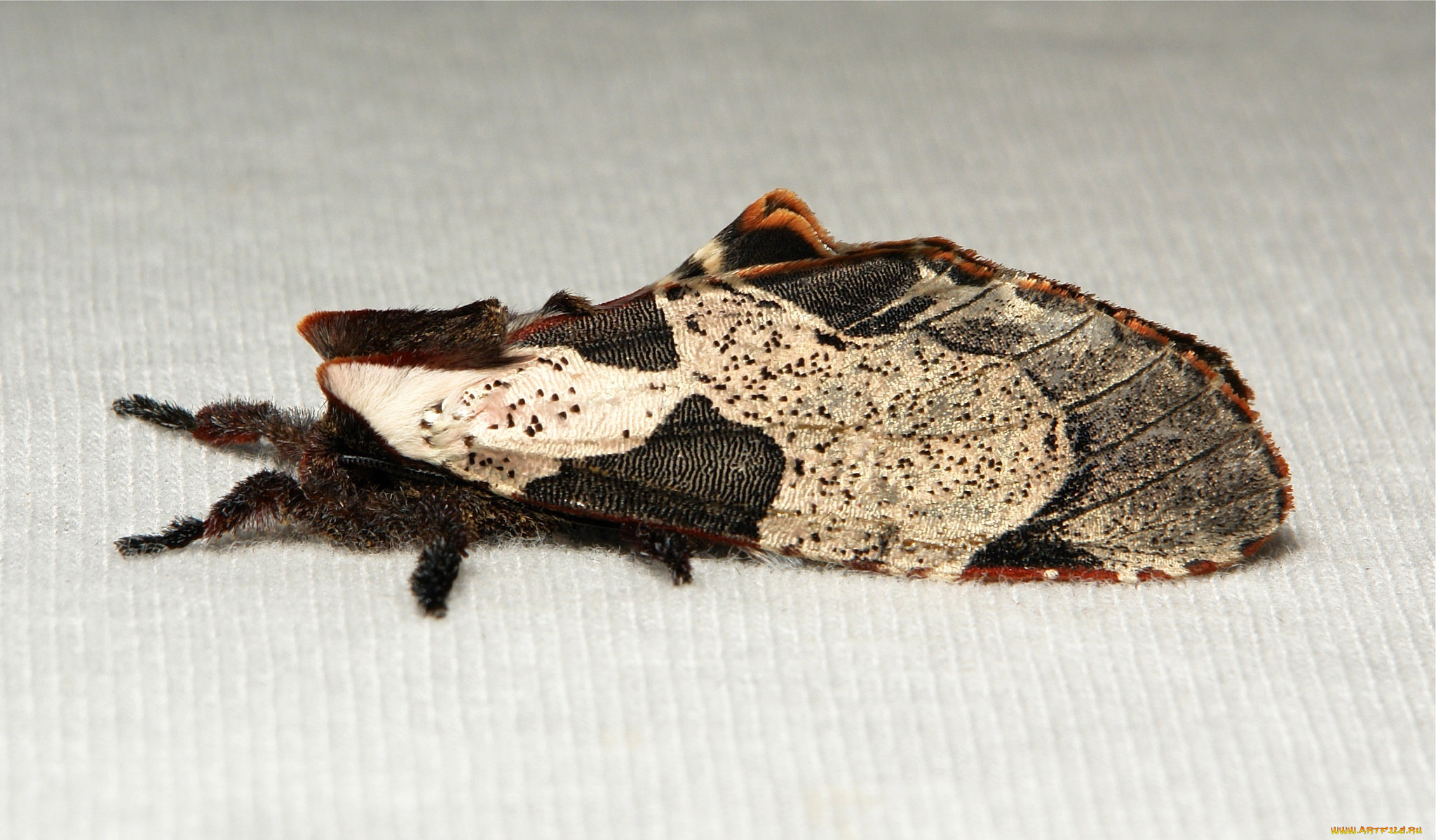 животные, бабочки, , мотыльки, , моли, itchydogimages, макро, моль, бабочка