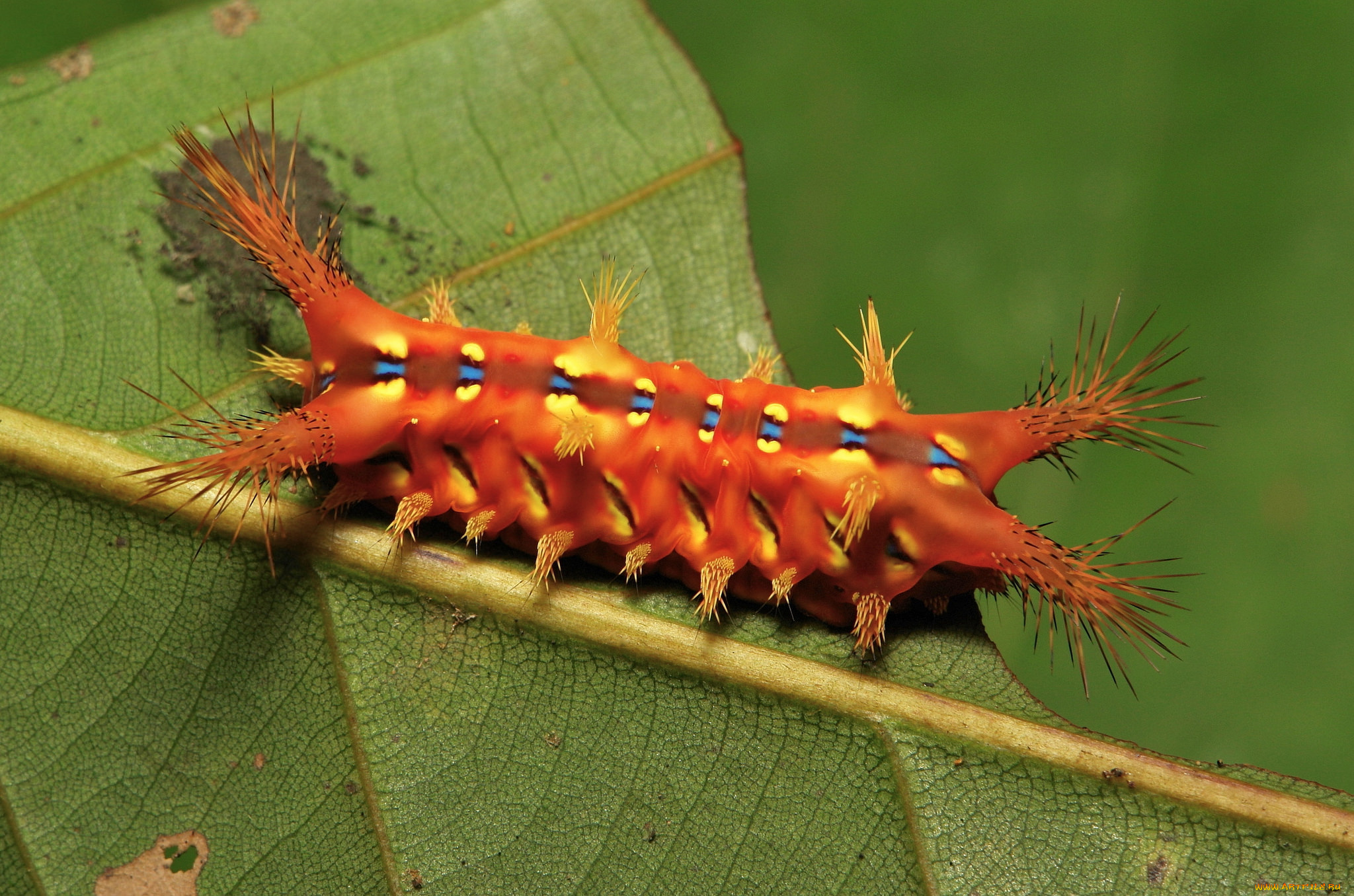 животные, гусеницы, гусеница, itchydogimages, макро, лист