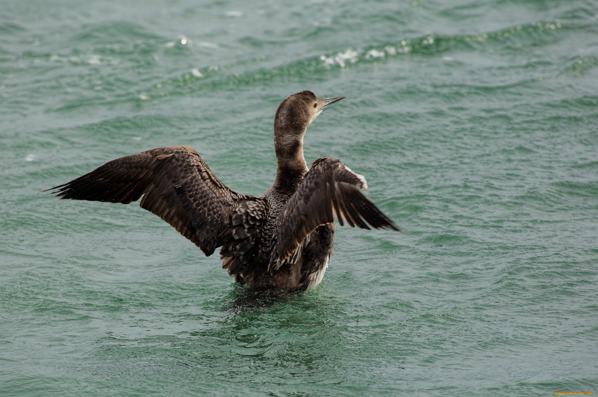 животные, птицы, птица, вода, брызги