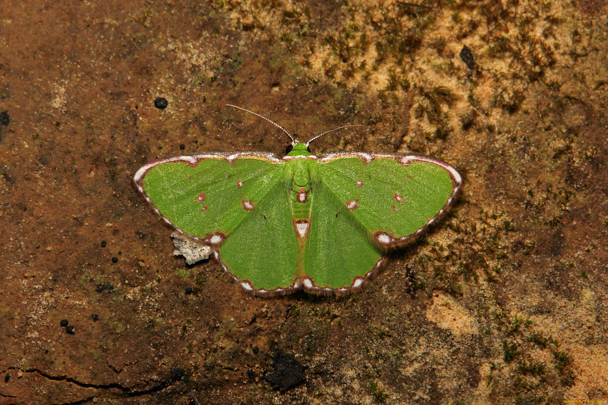 животные, бабочки, , мотыльки, , моли, крылья, усики, узор, бабочка, макро, itchydogimages