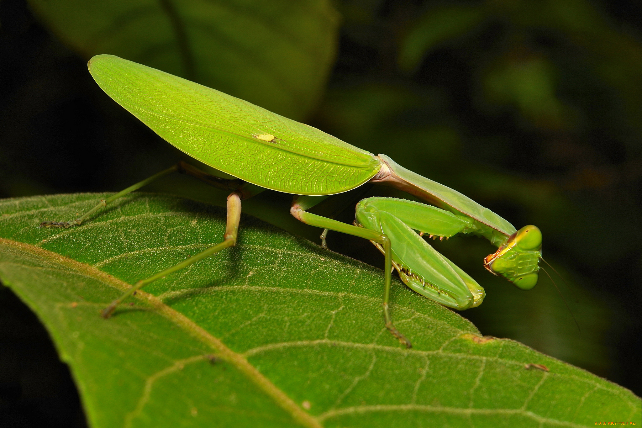 животные, богомолы, itchydogimages, макро, насекомое, богомол