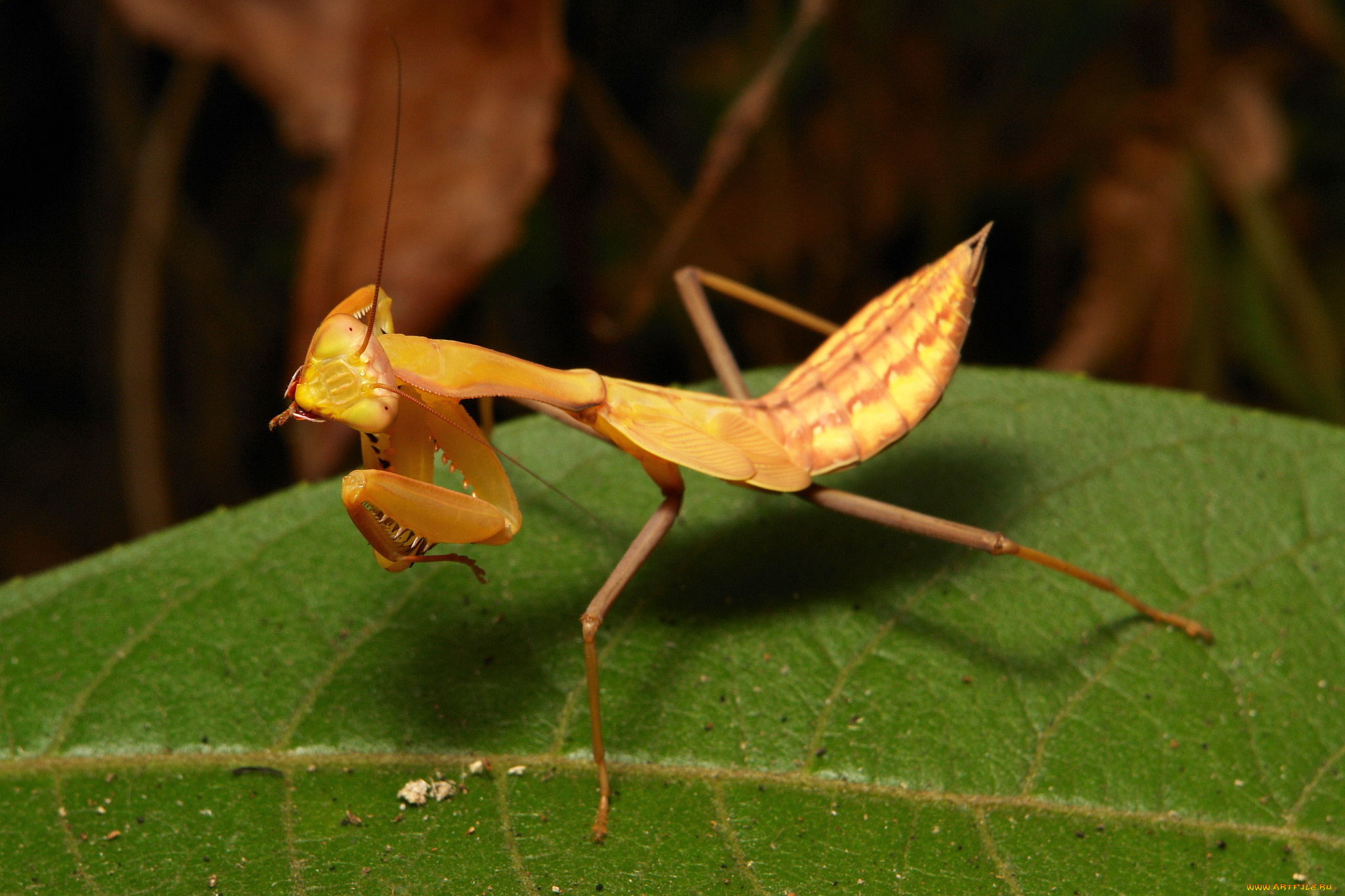 животные, богомолы, itchydogimages, макро, насекомое, богомол