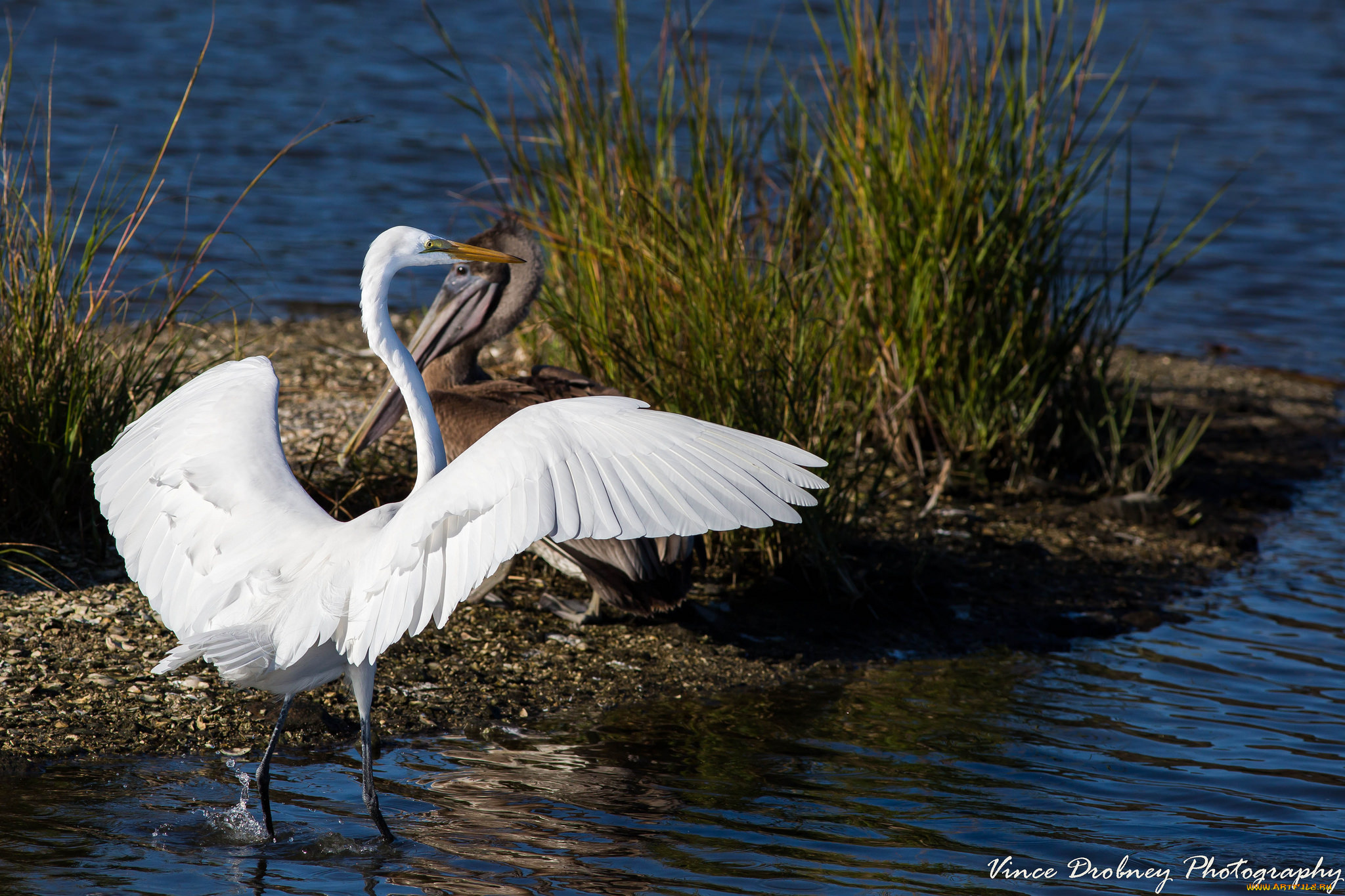 животные, цапли, , выпи, птица, белая, цапля, вода, трава