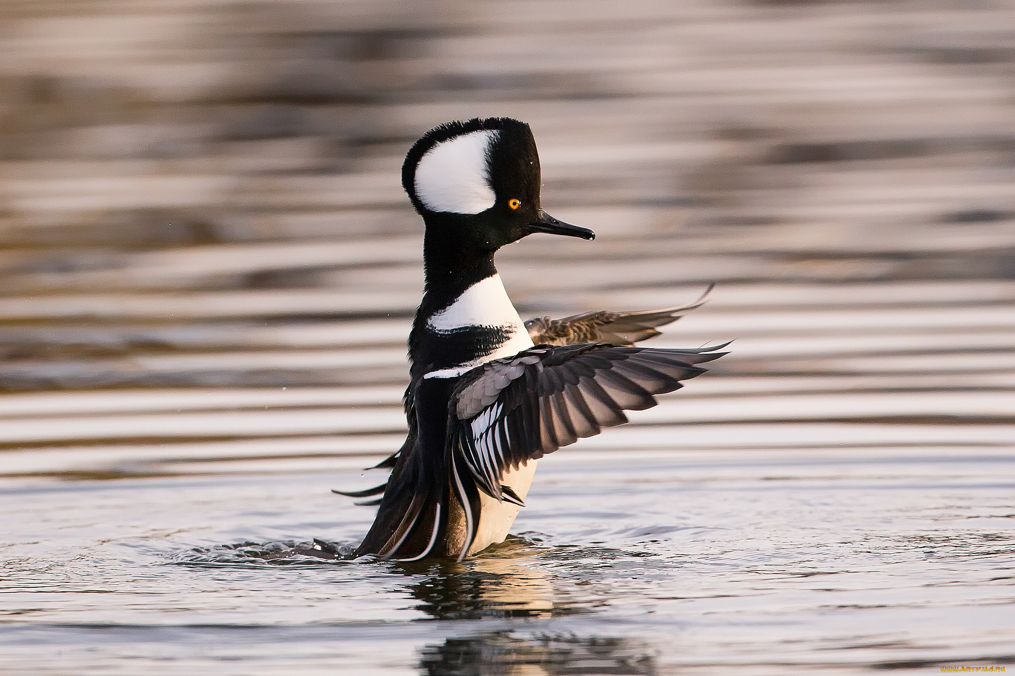 животные, Чомги, , поганки, поганка, птица, вода, крылья