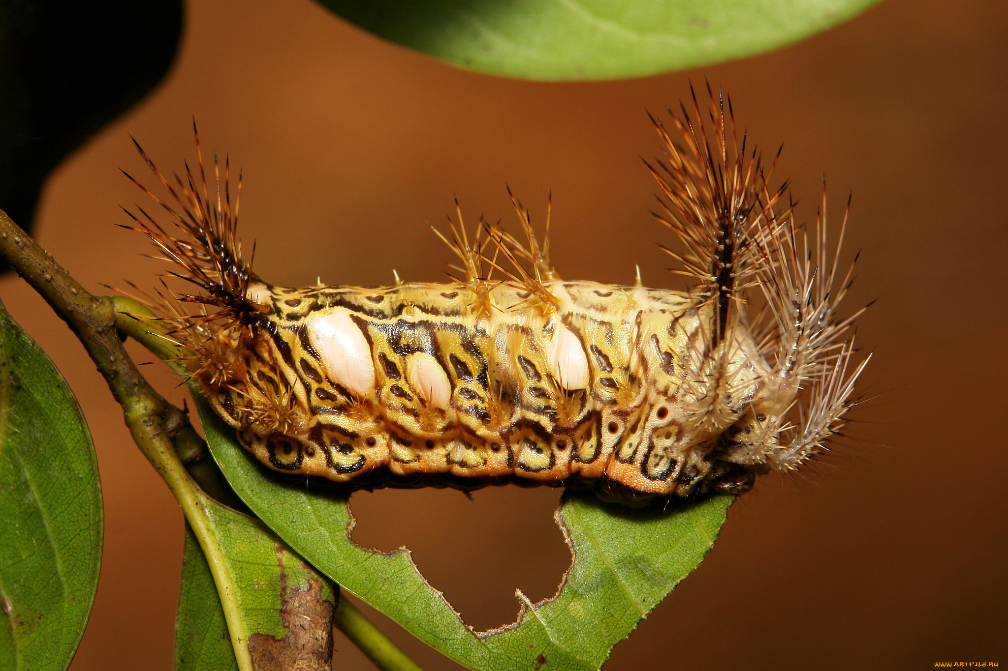 животные, гусеницы, гусеница, лист, макро, itchydogimages