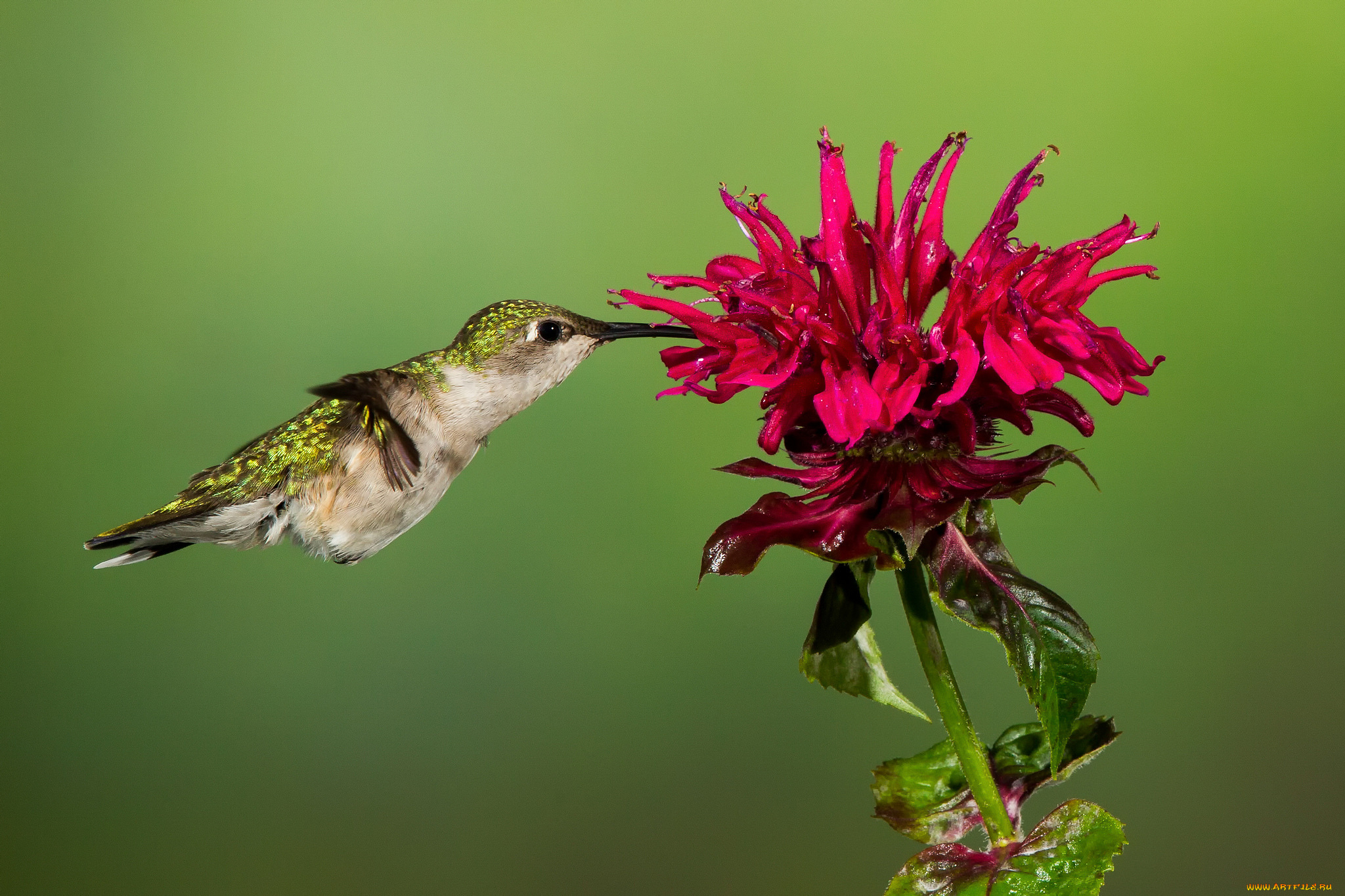 животные, колибри, птица, фон, цветок, красный