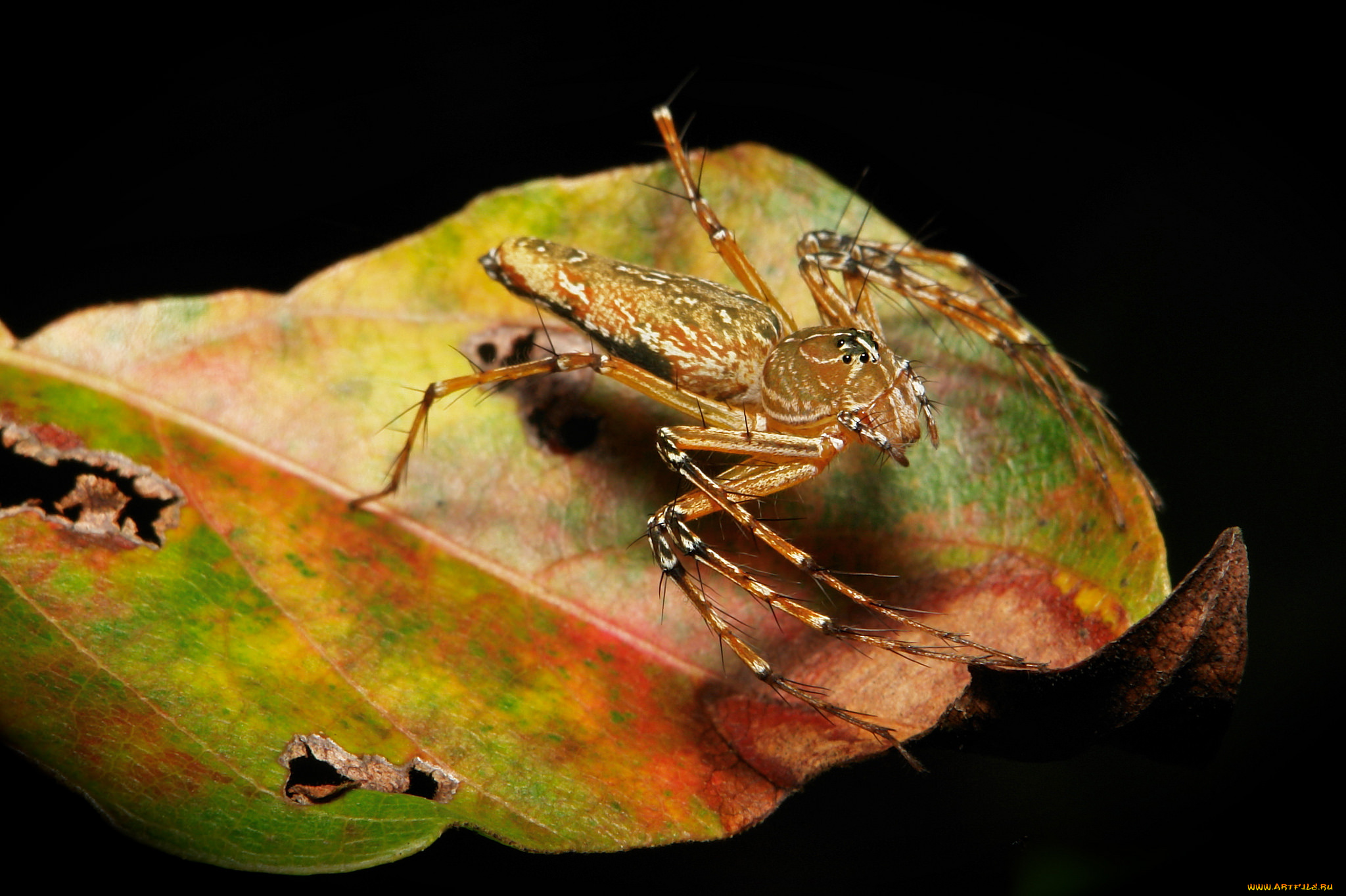 животные, пауки, itchydogimages, макро, насекомое, паук