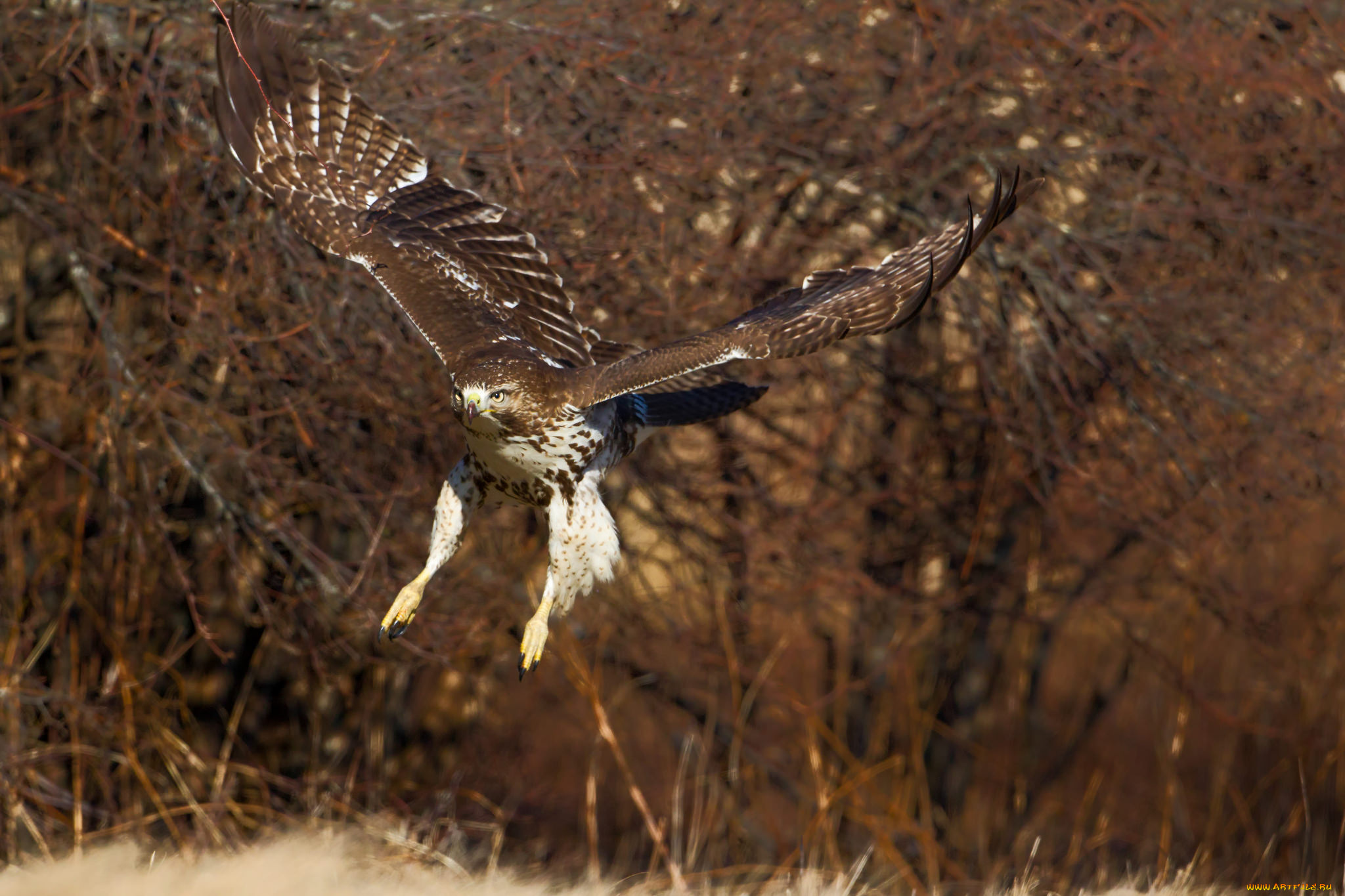 животные, птицы, -, хищники, хищник, орёл, полёт, птица