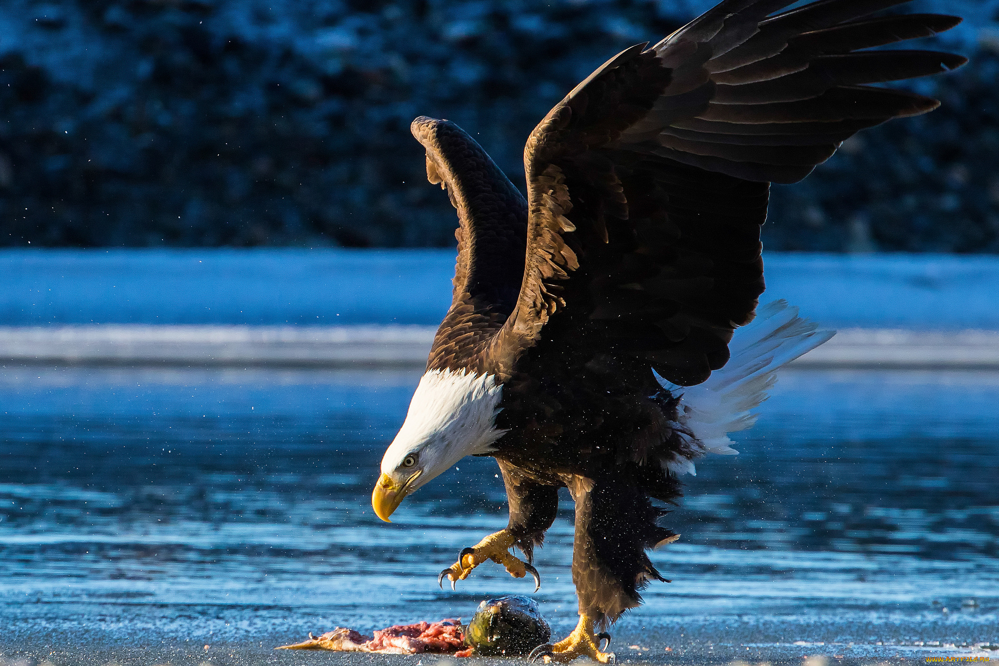 животные, птицы, -, хищники, птица, орёл, добыча, крылья