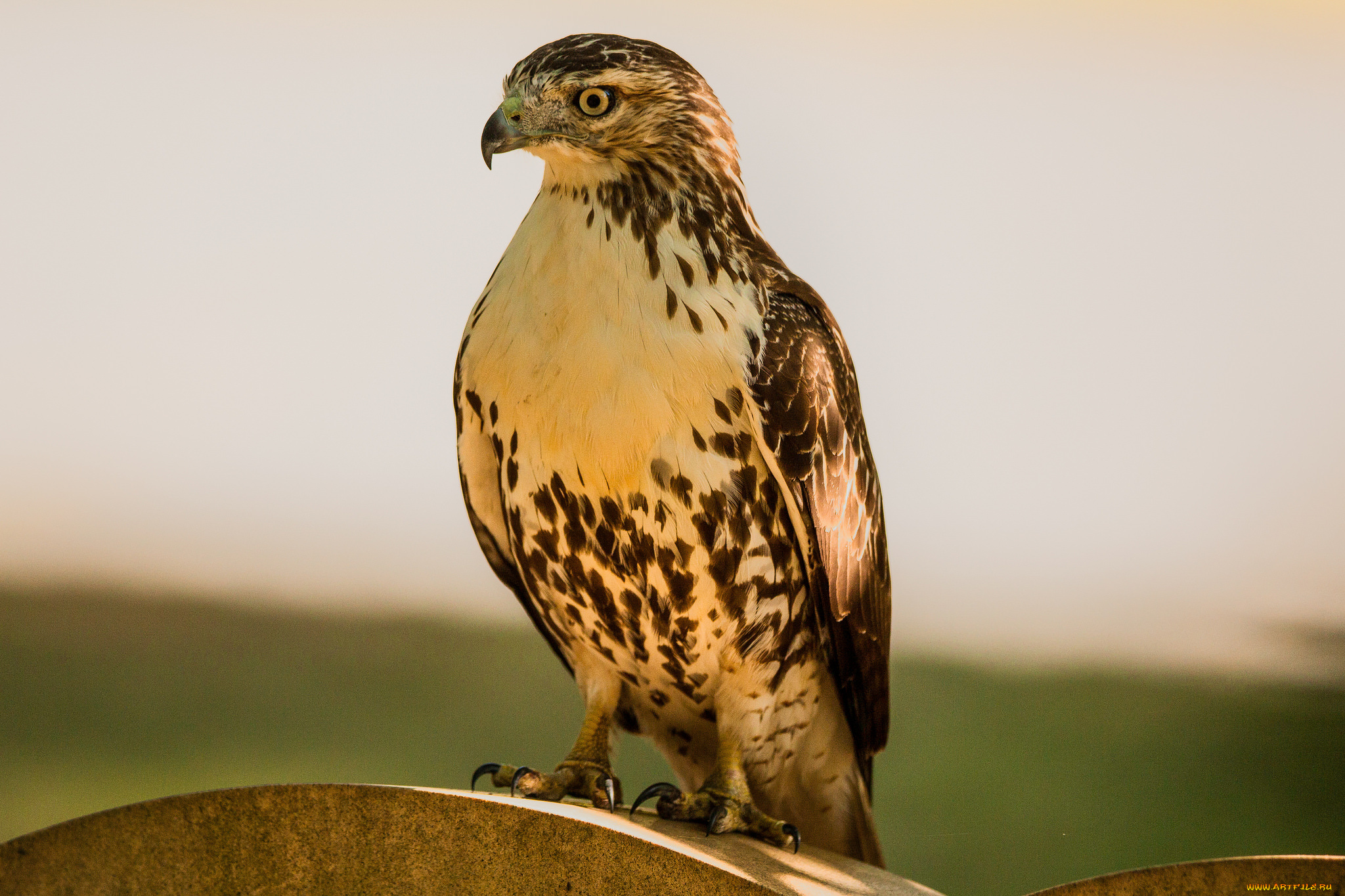 животные, птицы, -, хищники, птица, орёл, хищник