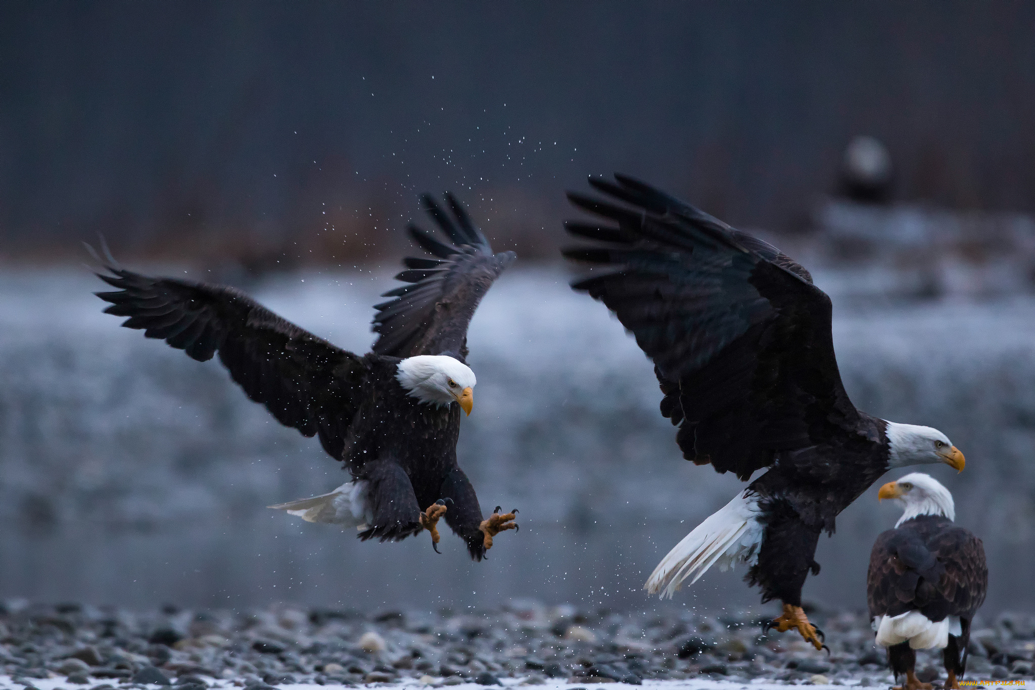 животные, птицы, -, хищники, птицы, орлы, хищники