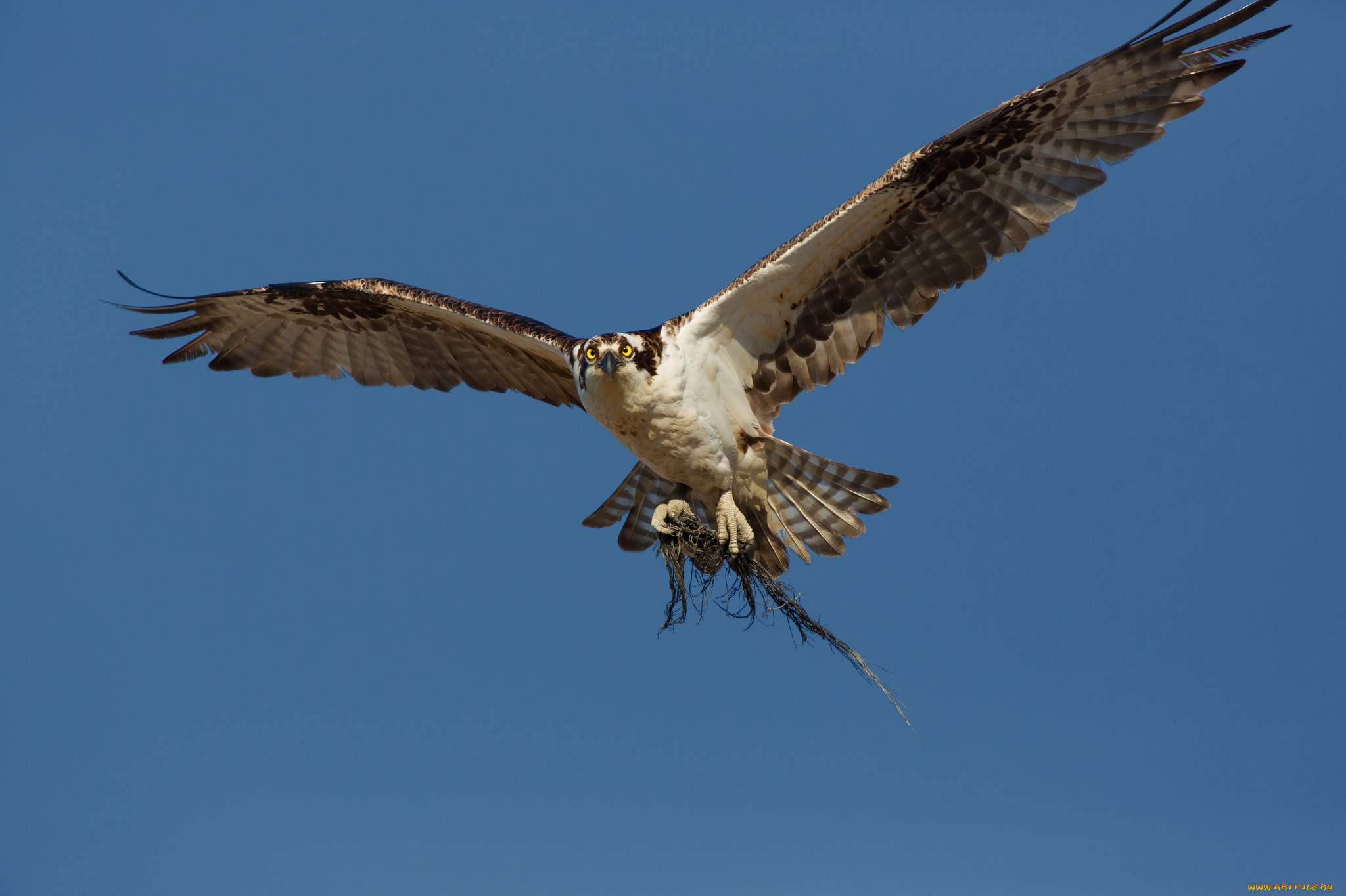 животные, птицы, -, хищники, сокол, хищник, птица, небо, корни, полёт