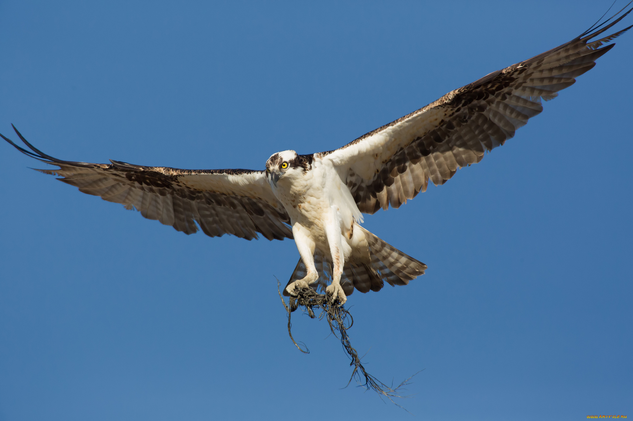 животные, птицы, -, хищники, сокол, хищник, птица, небо, корни, полёт