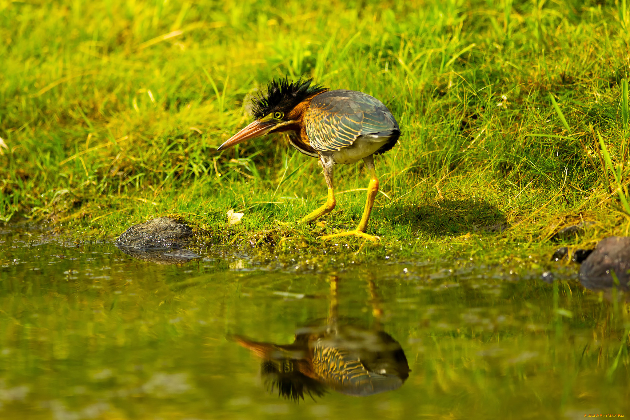 животные, птицы, отражение, вода, зелень, трава, хохолок, птица