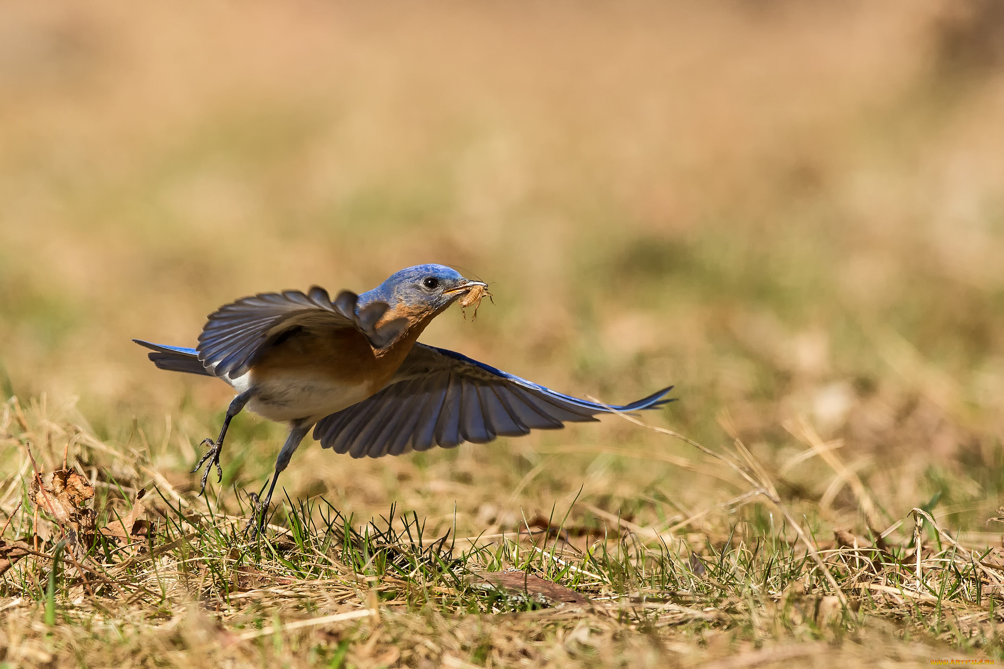 животные, птицы, природа, птица, взгляд, добыча