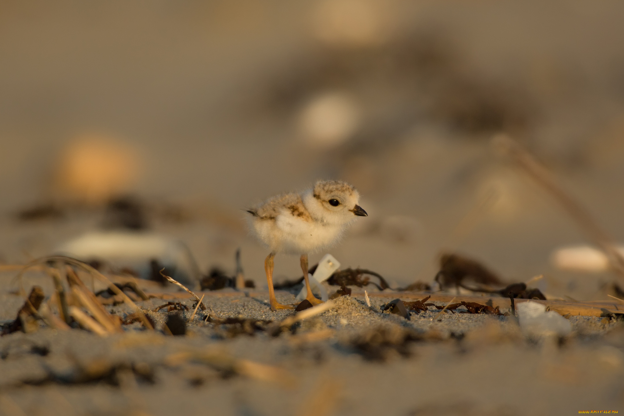 животные, птицы, птенец, фон, пушистый