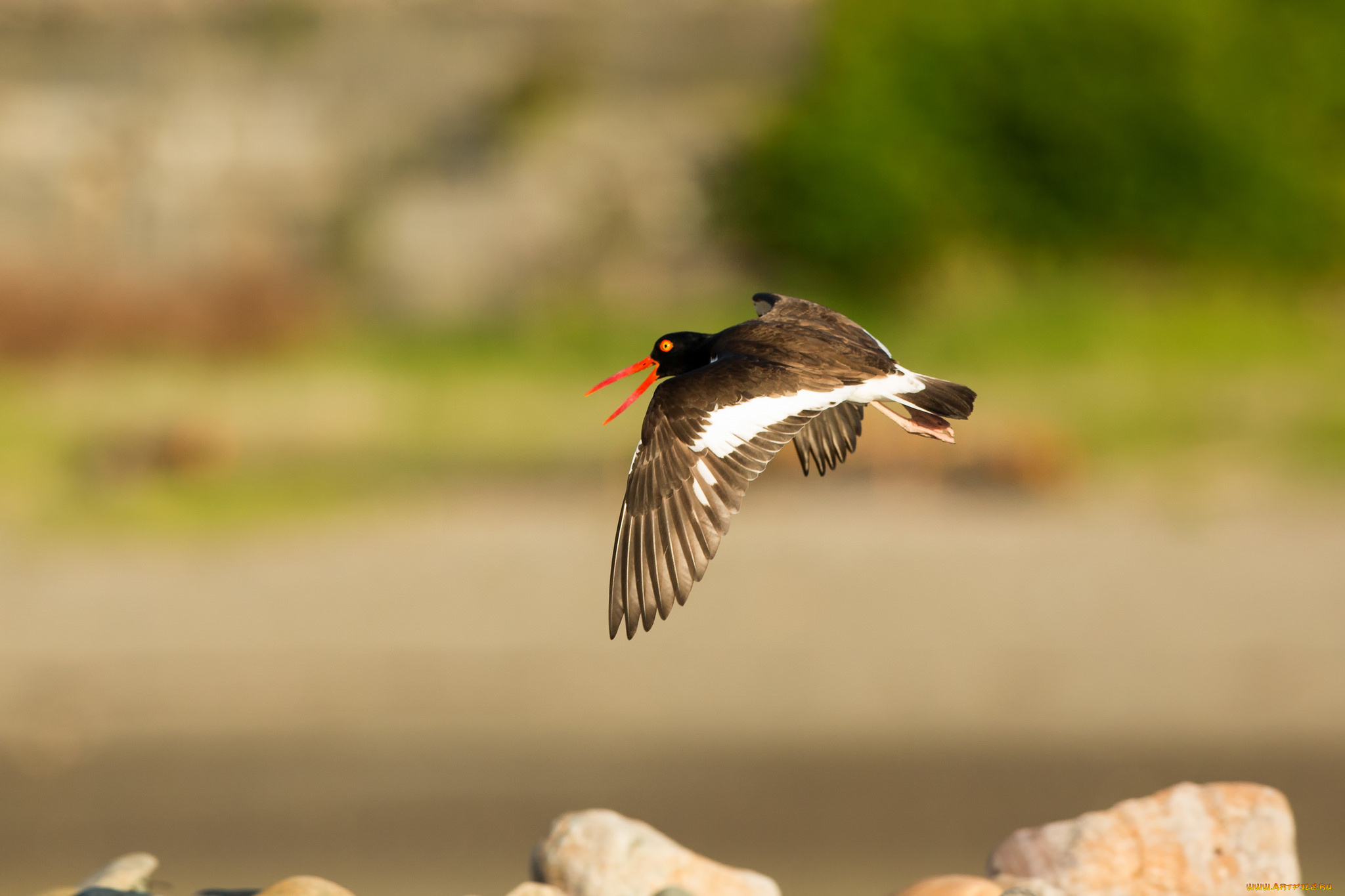 животные, птицы, птица, крылья, красный, клюв